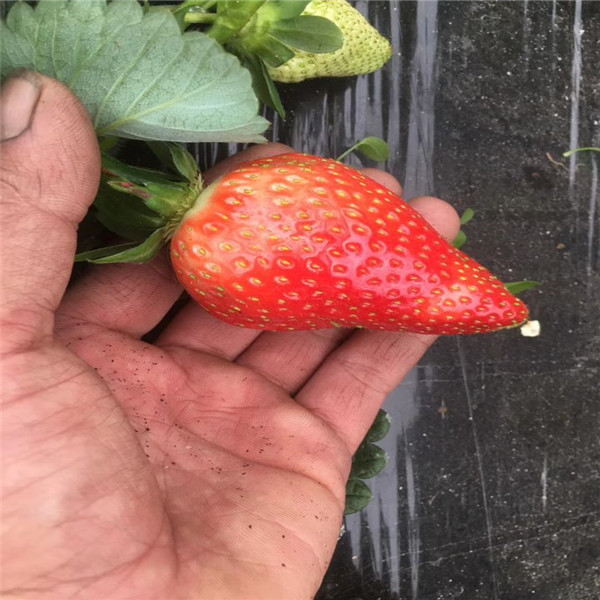 妙香7号草莓苗基地价格、妙香7号草莓苗2018年