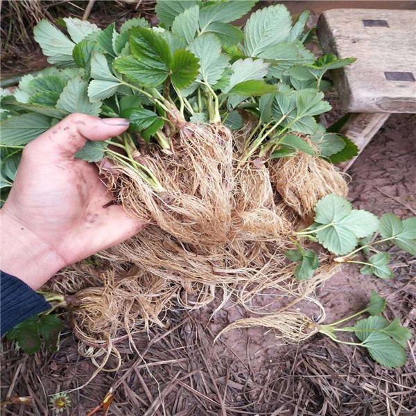 晚熟草莓苗出售基地、晚熟草莓苗好看的品種