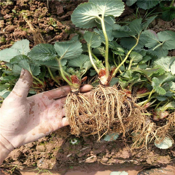 奧巴草莓苗大棚品種、奧巴草莓苗報價