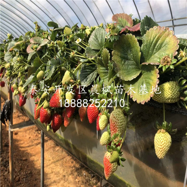 白雪公主草莓苗圖片、白雪公主草莓苗新品種