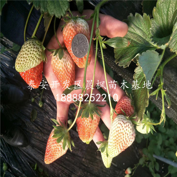 法蘭帝草莓苗產地、法蘭帝草莓苗這價格