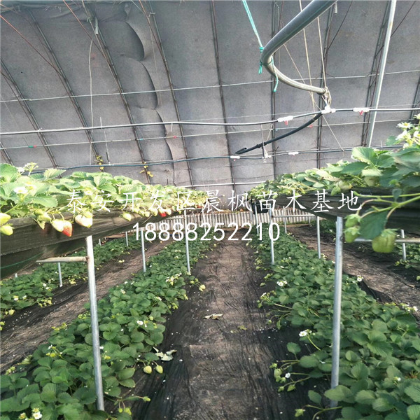 小雪草莓苗供應(yīng)、小雪草莓苗