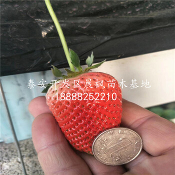 妙香7號草莓苗基地價格、妙香7號草莓苗2018年