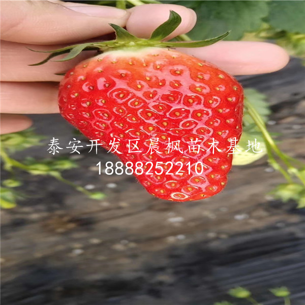 京怡香草莓苗种植、京怡香草莓苗出售单价