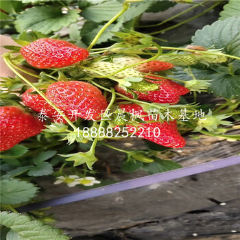 京怡香草莓苗种植、京怡香草莓苗出售单价