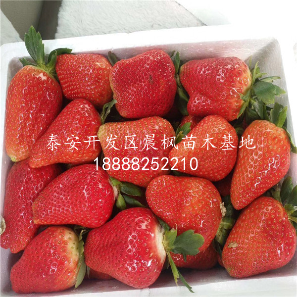 圣德一號(hào)草莓苗我想買、圣德一號(hào)草莓苗哪賣