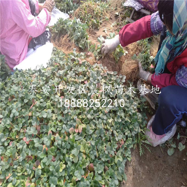 妙香三號草莓苗基地價格、妙香三號草莓苗2019年