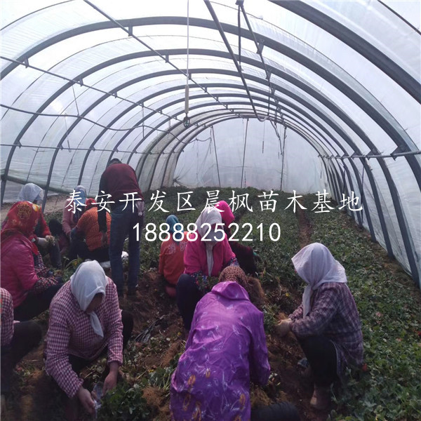 圣德一號(hào)草莓苗我想買、圣德一號(hào)草莓苗哪賣