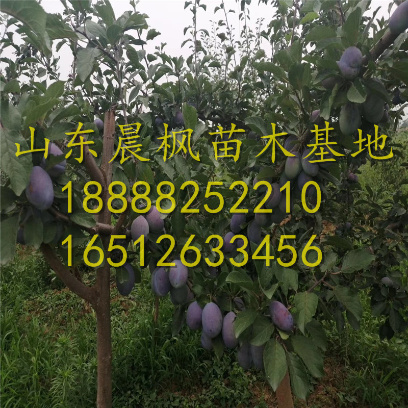 紅李子苗、紅李子樹苗報(bào)價(jià)、紅李子樹苗一株多少錢