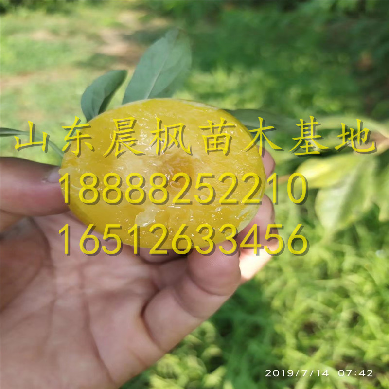 紅李子苗、紅李子樹苗報(bào)價(jià)、紅李子樹苗一株多少錢