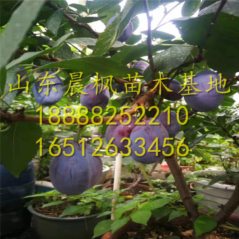 紅李子苗、紅李子樹苗報(bào)價(jià)、紅李子樹苗一株多少錢