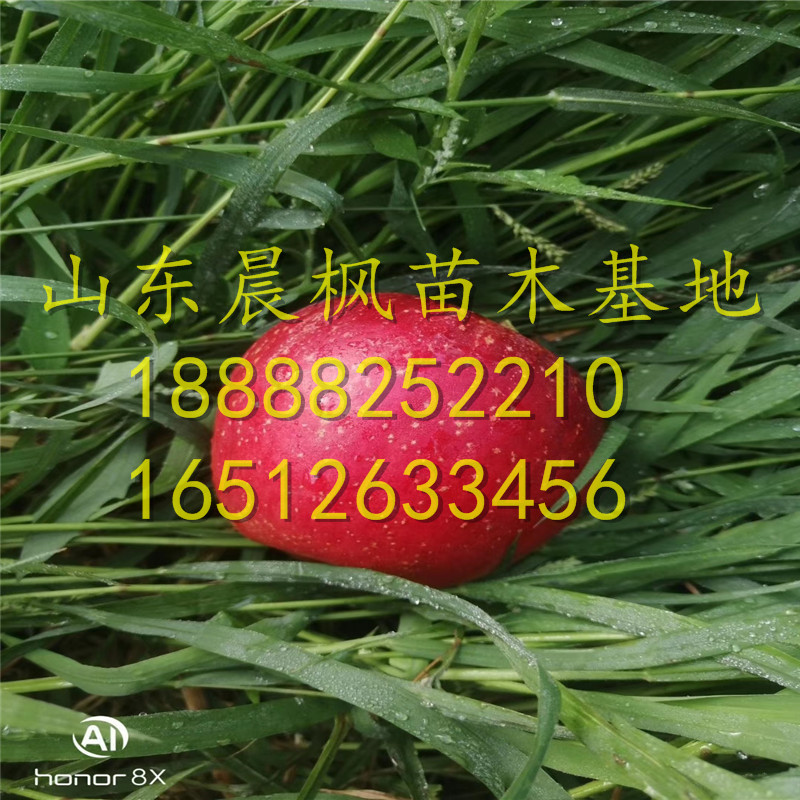 阿克蘇蘋果苗、阿克蘇蘋果樹苗怎么種、阿克蘇蘋果樹苗多少錢一捆