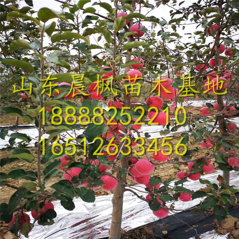 ?紅瑪瑙蘋(píng)果苗、紅瑪瑙蘋(píng)果苗價(jià)位、紅瑪瑙蘋(píng)果苗價(jià)格
