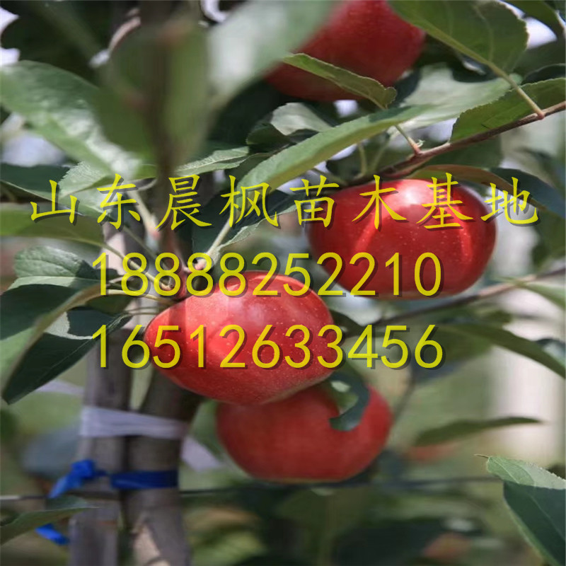 ?美味蘋果苗、美味蘋果苗多少錢一棵、美味蘋果苗報(bào)價(jià)