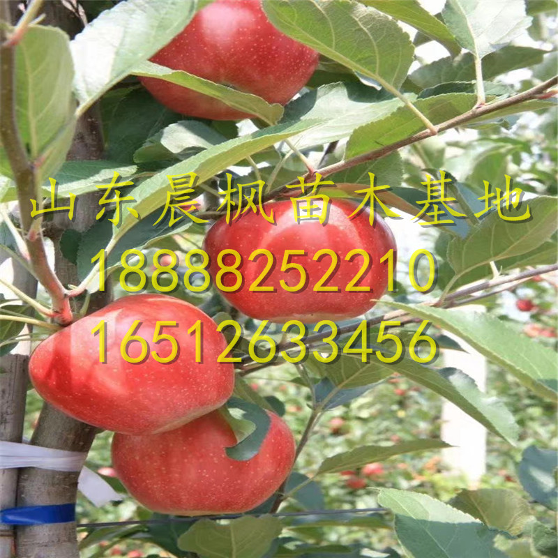 ?美味蘋果苗、美味蘋果苗多少錢一棵、美味蘋果苗報(bào)價(jià)