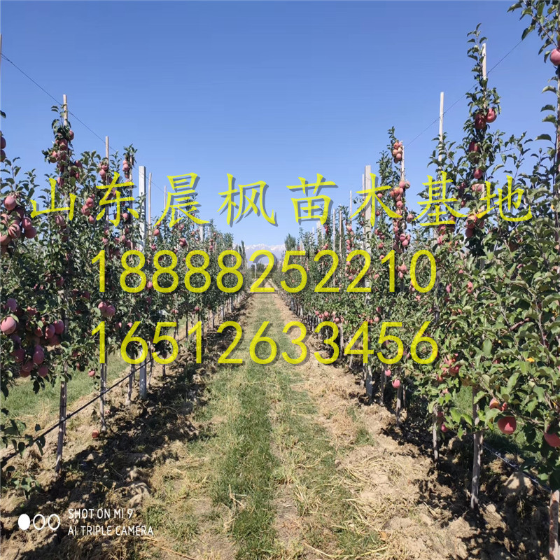 阿克蘇蘋果苗、阿克蘇蘋果樹苗怎么種、阿克蘇蘋果樹苗多少錢一捆