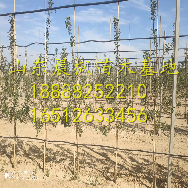 ?紅瑪瑙蘋(píng)果苗、紅瑪瑙蘋(píng)果苗價(jià)位、紅瑪瑙蘋(píng)果苗價(jià)格