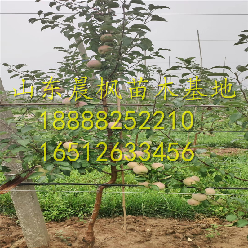 ?紅瑪瑙蘋果苗、紅瑪瑙蘋果苗多少錢一棵、紅瑪瑙蘋果苗一棵多少錢
