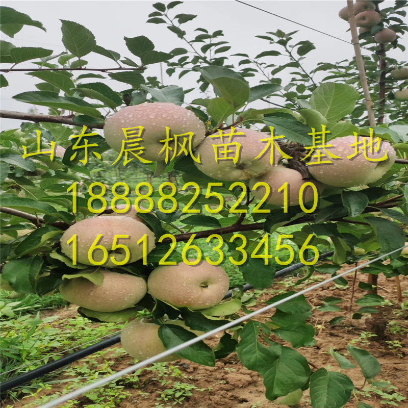 ?紅瑪瑙蘋(píng)果苗、紅瑪瑙蘋(píng)果苗價(jià)位、紅瑪瑙蘋(píng)果苗價(jià)格