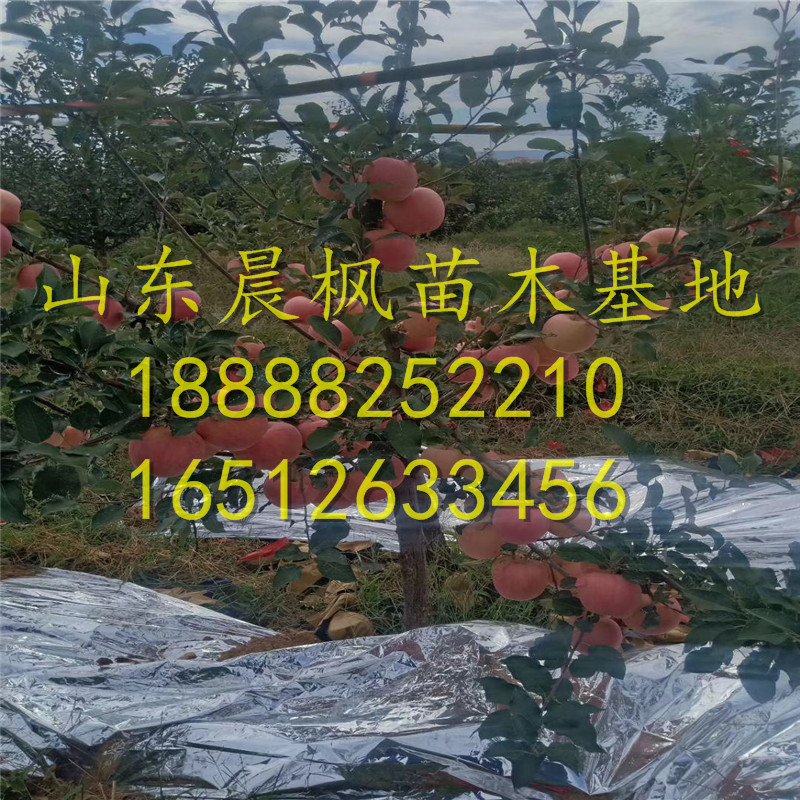 ?紅瑪瑙蘋果苗、紅瑪瑙蘋果苗多少錢一棵、紅瑪瑙蘋果苗一棵多少錢