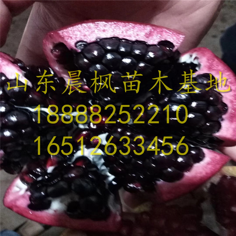 紅瑪瑙石榴苗、紅瑪瑙石榴樹(shù)苗多少錢一棵、紅瑪瑙石榴樹(shù)苗出售單價(jià)