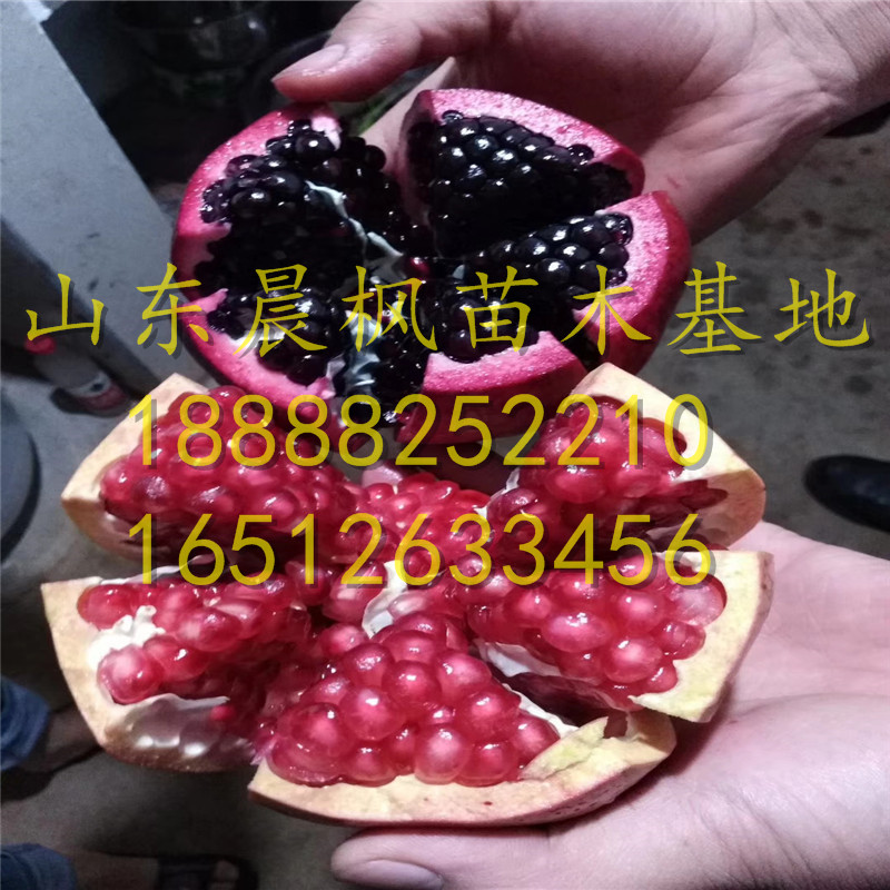 紅瑪瑙石榴苗、紅瑪瑙石榴樹(shù)苗多少錢一棵、紅瑪瑙石榴樹(shù)苗出售單價(jià)