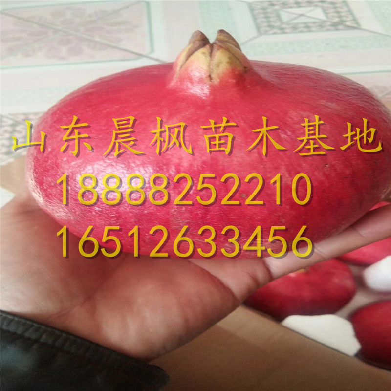 黑籽石榴苗、黑籽石榴樹(shù)苗價(jià)格表、黑籽石榴樹(shù)苗質(zhì)量好