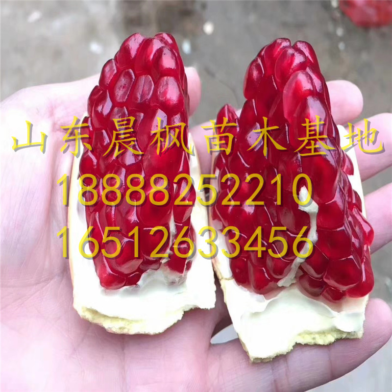 ?牡丹花石榴苗、牡丹花石榴苗一棵多少錢、牡丹花石榴苗銷售基地