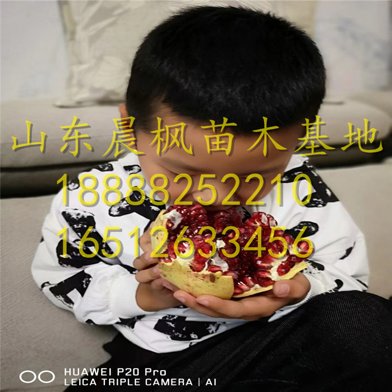 山東牡丹花石榴苗、牡丹花石榴苗一捆多少錢、牡丹花石榴苗銷售價格