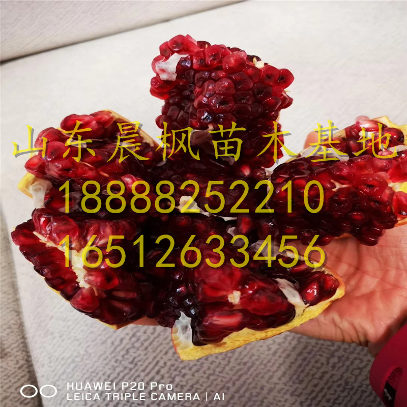 黑籽石榴苗、黑籽石榴樹苗一棵多少錢、黑籽石榴樹苗多少錢一株