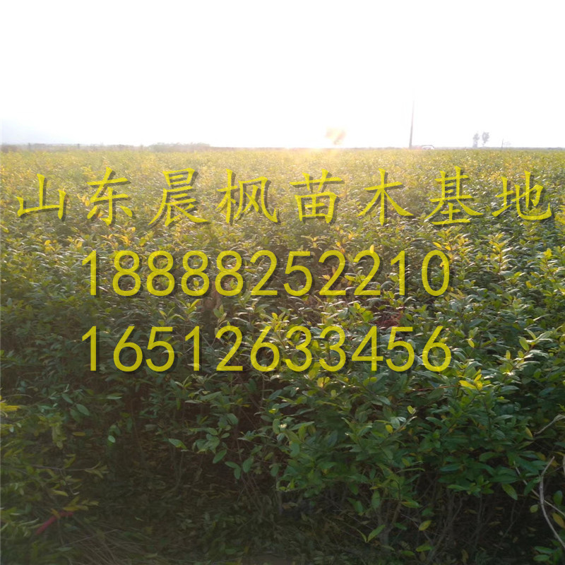 紅瑪瑙石榴苗、紅瑪瑙石榴樹(shù)苗多少錢一棵、紅瑪瑙石榴樹(shù)苗出售單價(jià)