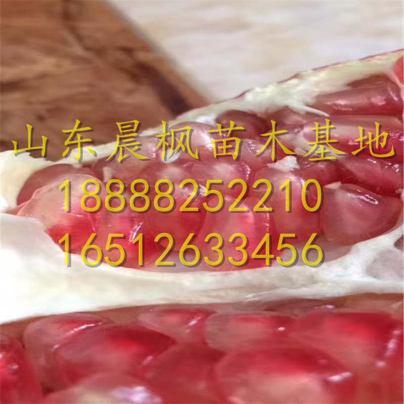 大紅袍石榴苗、大紅袍石榴樹苗怎么種、大紅袍石榴樹苗發貨價格