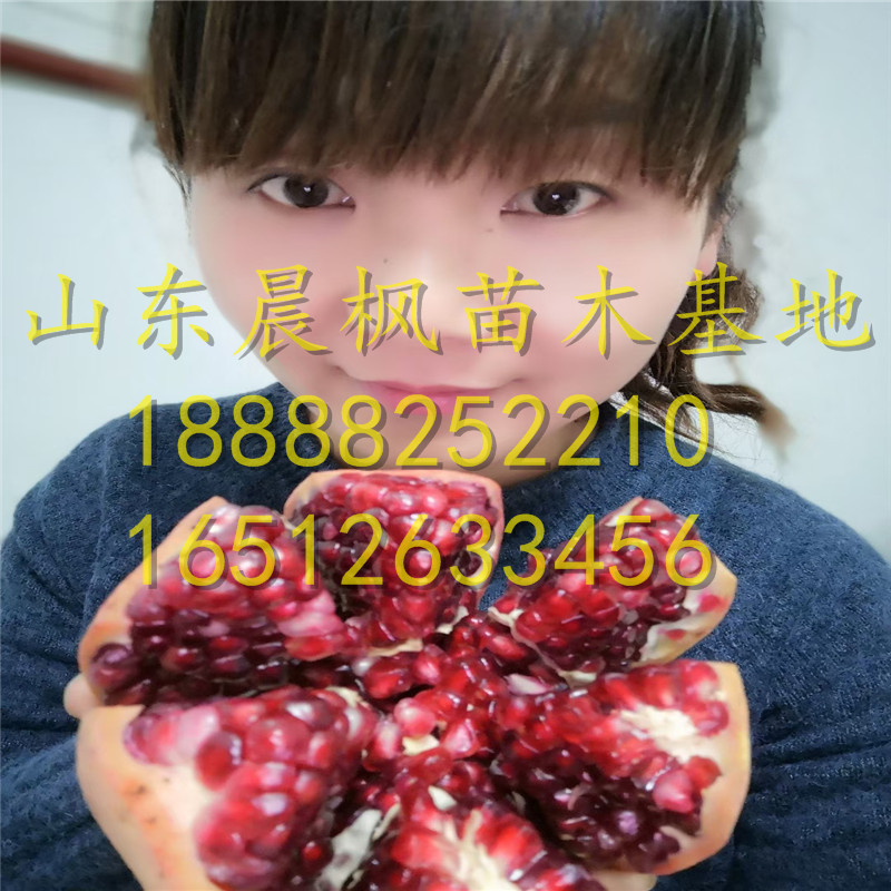 黑籽石榴苗、黑籽石榴樹(shù)苗價(jià)格表、黑籽石榴樹(shù)苗質(zhì)量好