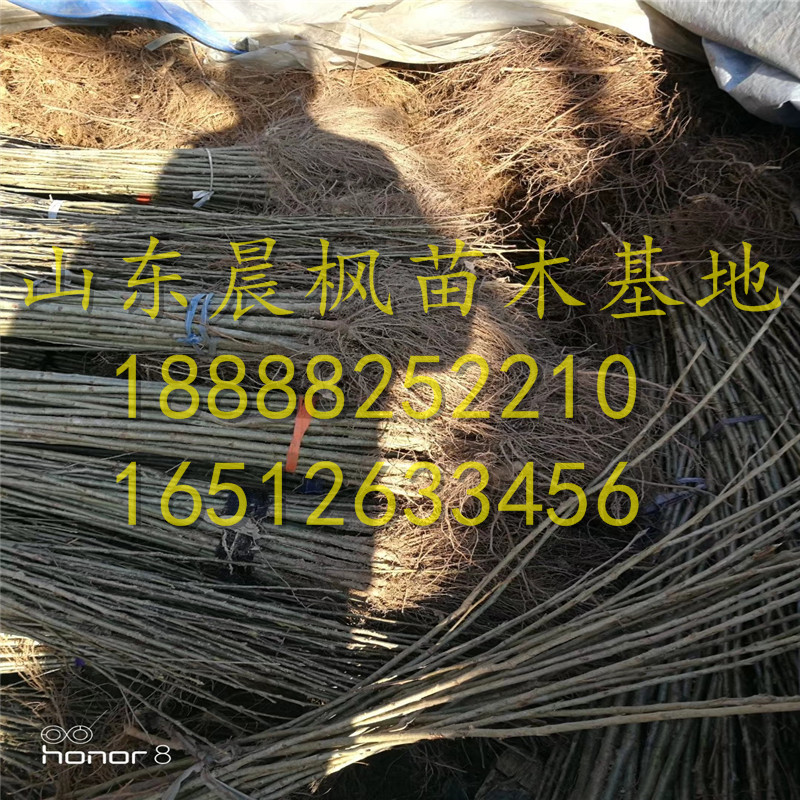 黑籽石榴苗、黑籽石榴樹(shù)苗價(jià)格表、黑籽石榴樹(shù)苗質(zhì)量好