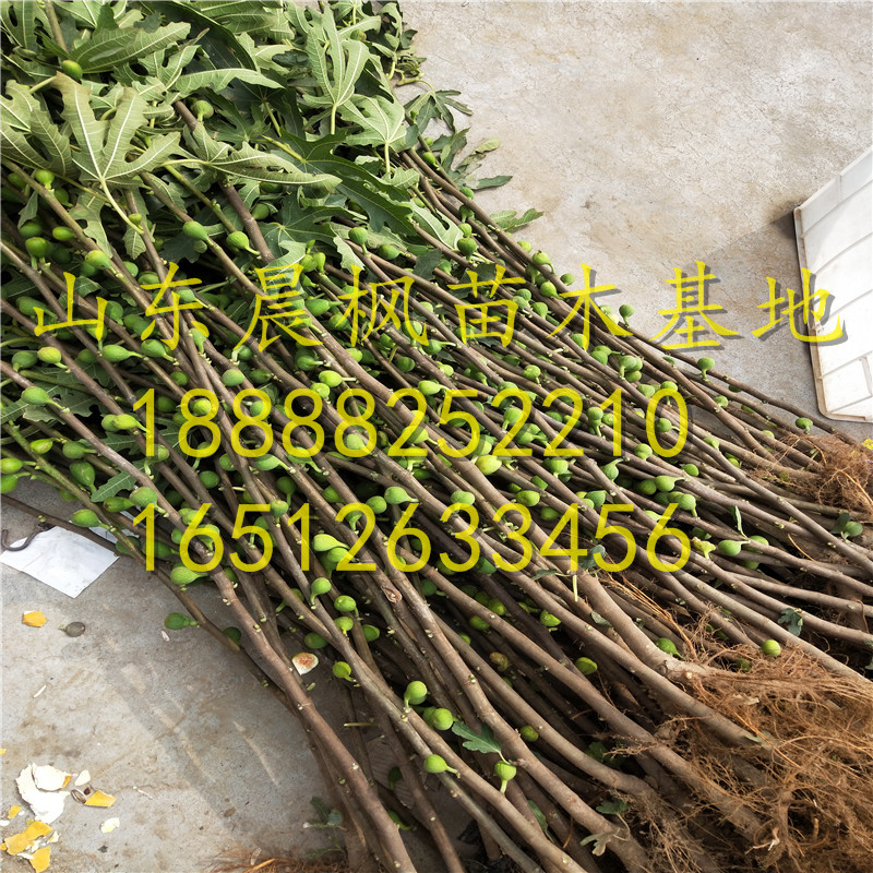 2公分棕色土耳其無花果苗、棕色土耳其無花果苗?、棕色土耳其無花果苗每日報價
