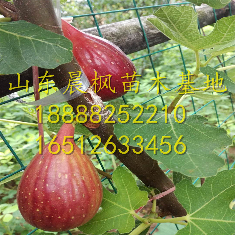 2公分棕色土耳其無花果苗、棕色土耳其無花果苗?、棕色土耳其無花果苗每日報價