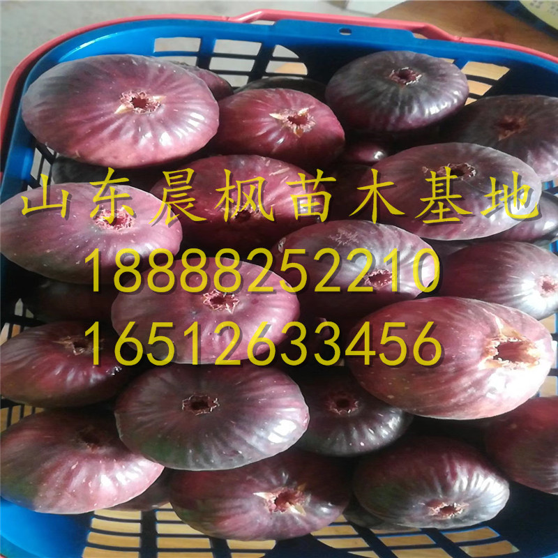 2公分棕色土耳其無花果苗、棕色土耳其無花果苗?、棕色土耳其無花果苗每日報價