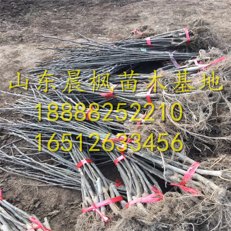 2公分棕色土耳其無花果苗、棕色土耳其無花果苗?、棕色土耳其無花果苗每日報價