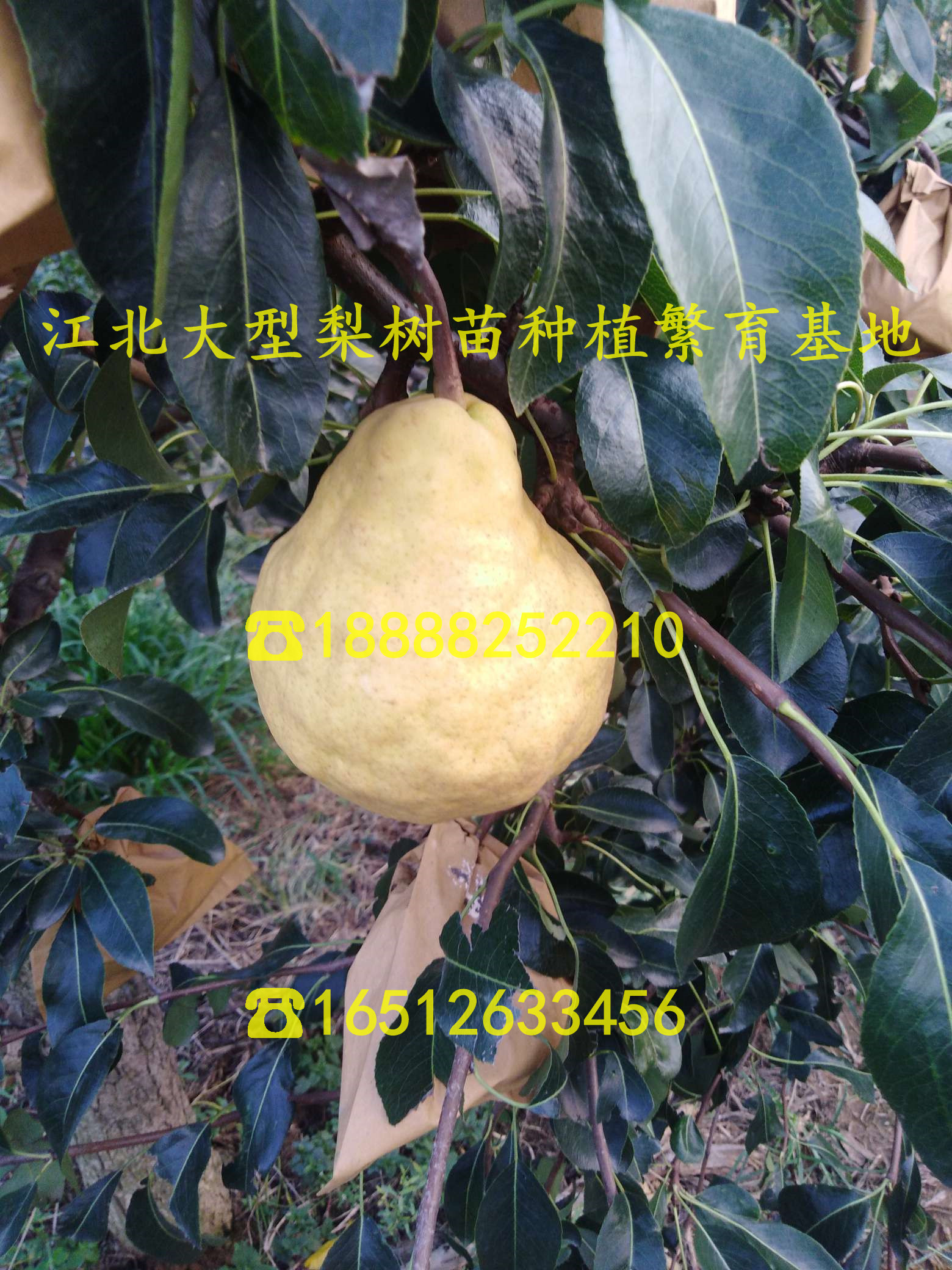 紅瑪瑙石榴苗、紅瑪瑙石榴樹苗一棵多少錢、紅瑪瑙石榴樹苗一棵多少錢