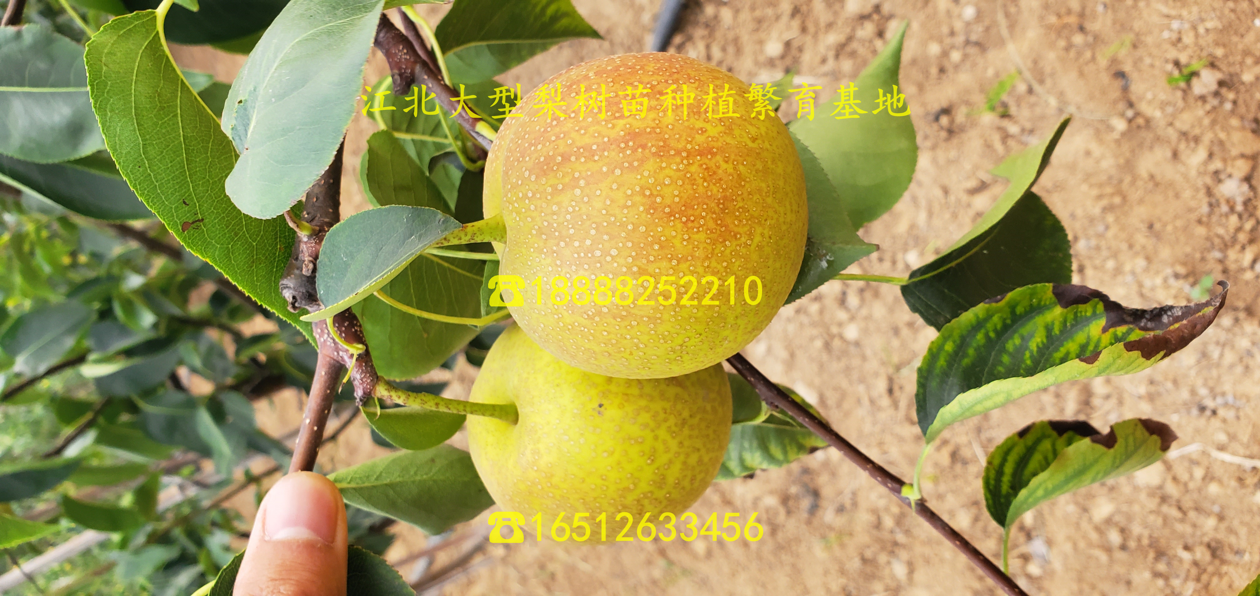 紅瑪瑙石榴苗、紅瑪瑙石榴樹苗一棵多少錢、紅瑪瑙石榴樹苗一棵多少錢