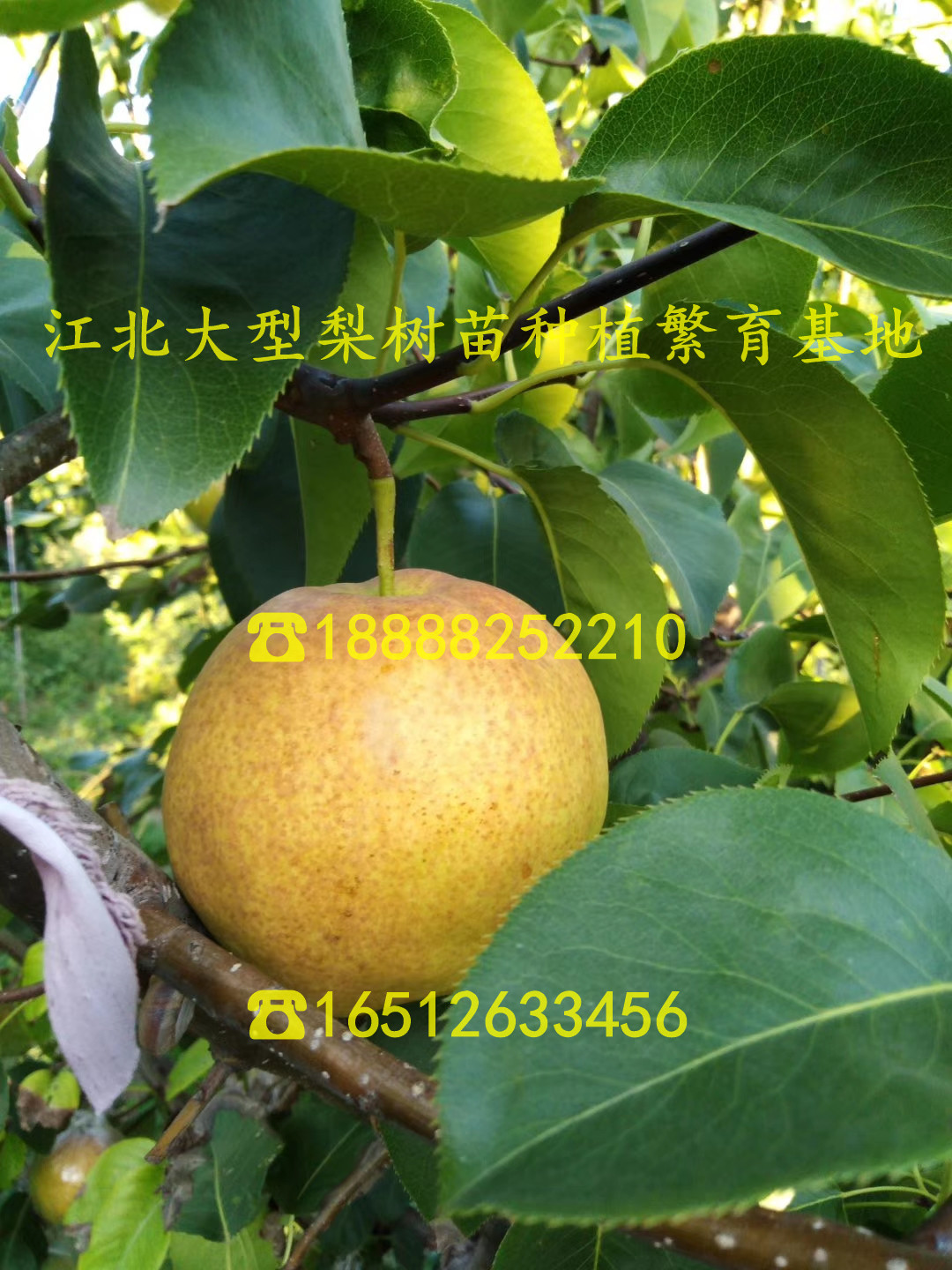 紅瑪瑙石榴苗、紅瑪瑙石榴樹苗一棵多少錢、紅瑪瑙石榴樹苗一棵多少錢