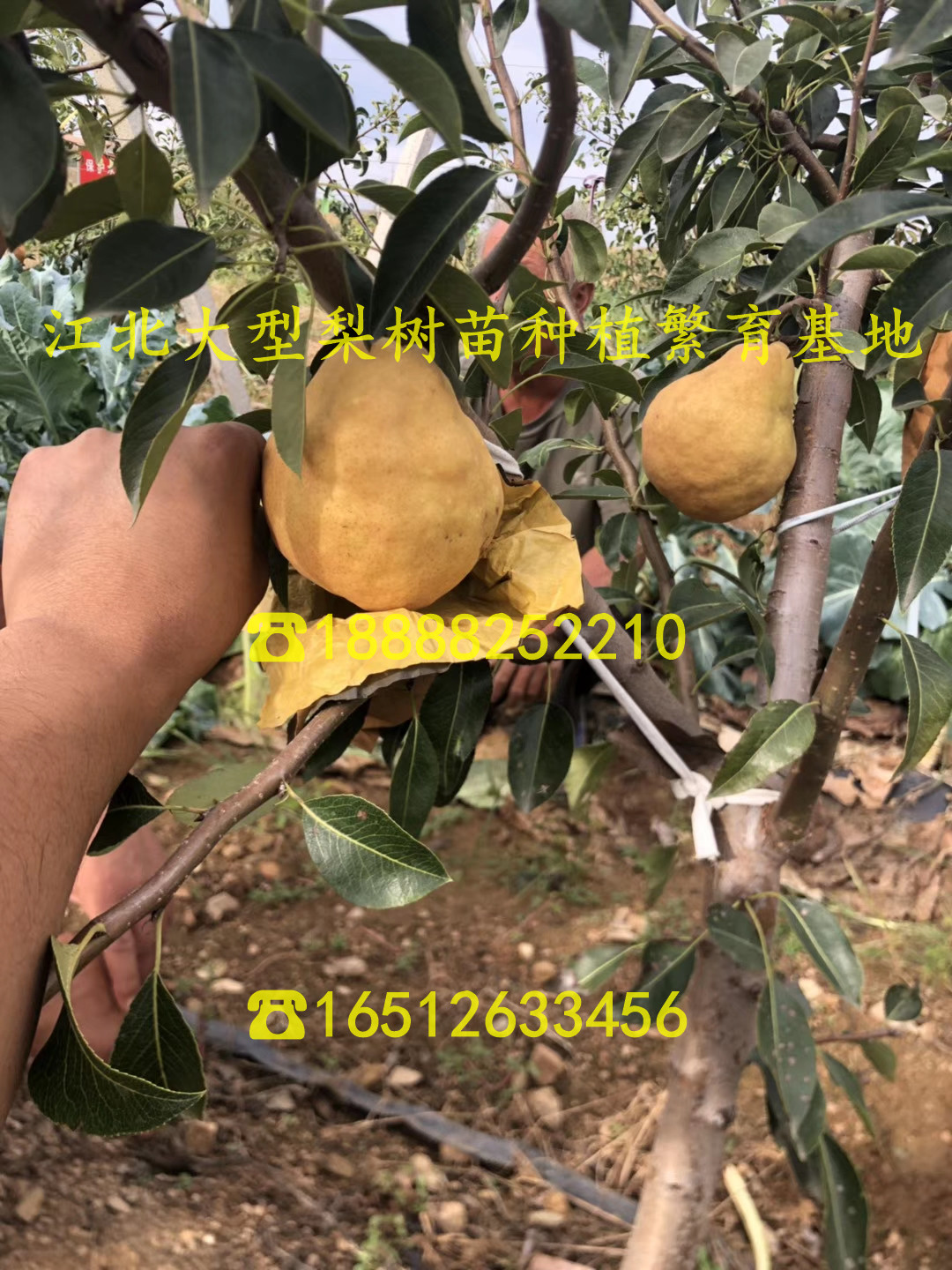 紅瑪瑙石榴苗、紅瑪瑙石榴樹苗一棵多少錢、紅瑪瑙石榴樹苗一棵多少錢
