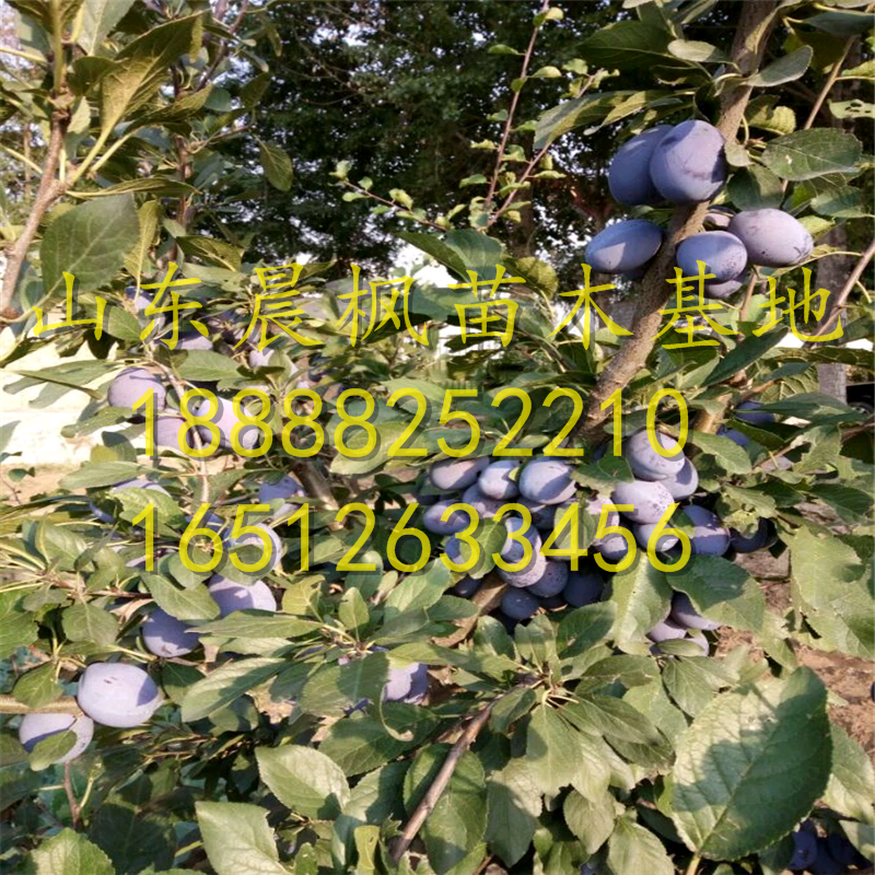 ?蒙陽紅石榴苗、蒙陽紅石榴苗?、蒙陽紅石榴苗銷售價格