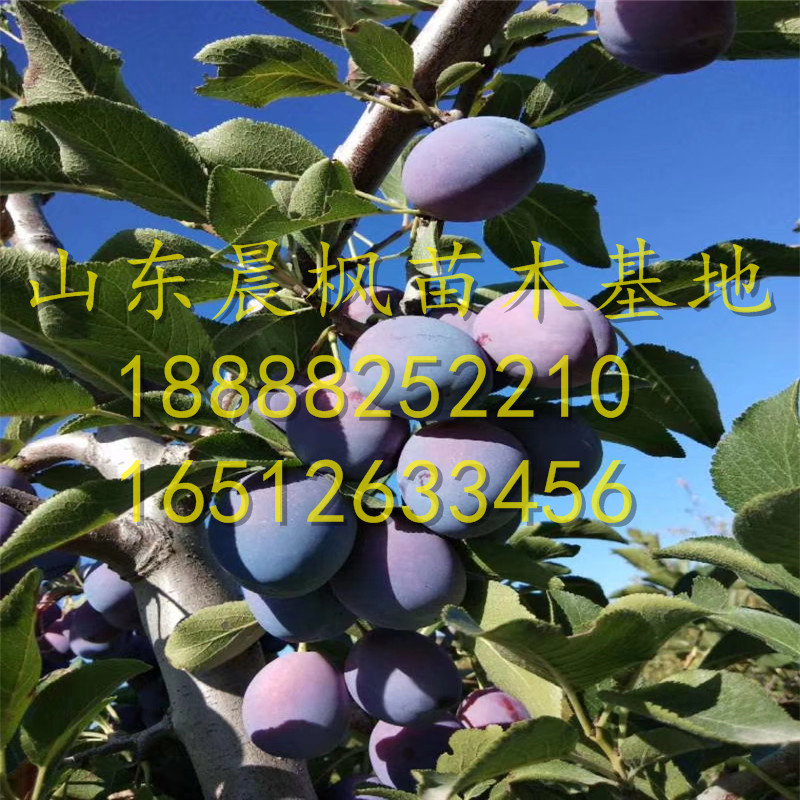 ?蒙陽紅石榴苗、蒙陽紅石榴苗?、蒙陽紅石榴苗銷售價格