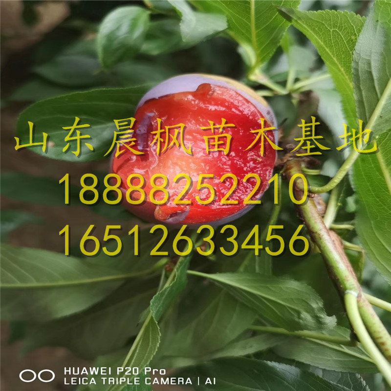 ?蒙陽紅石榴苗、蒙陽紅石榴苗?、蒙陽紅石榴苗銷售價格