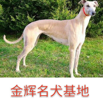 格力犬多少钱一只格力犬价格图片#格力犬饲养环境