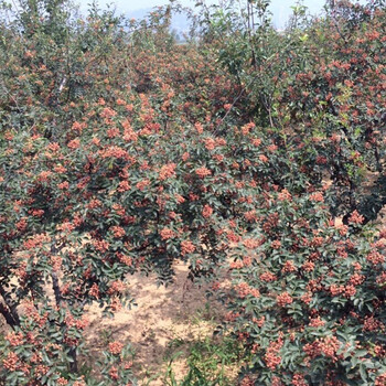 韩城市哪里大红袍品种的花椒树苗基地地址、狮子头等、无刺黄盖、高产花椒幼苗种子批发