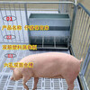 黑龍江雞西小豬保育床塑料板復合保育床價格