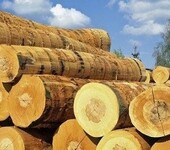 天津港木材进口清关代理俄罗斯原木公司