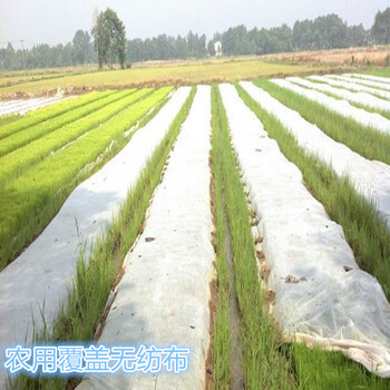 防水農(nóng)用育秧水果保護(hù)袋用無(wú)紡布PP紡粘聚丙烯無(wú)紡布